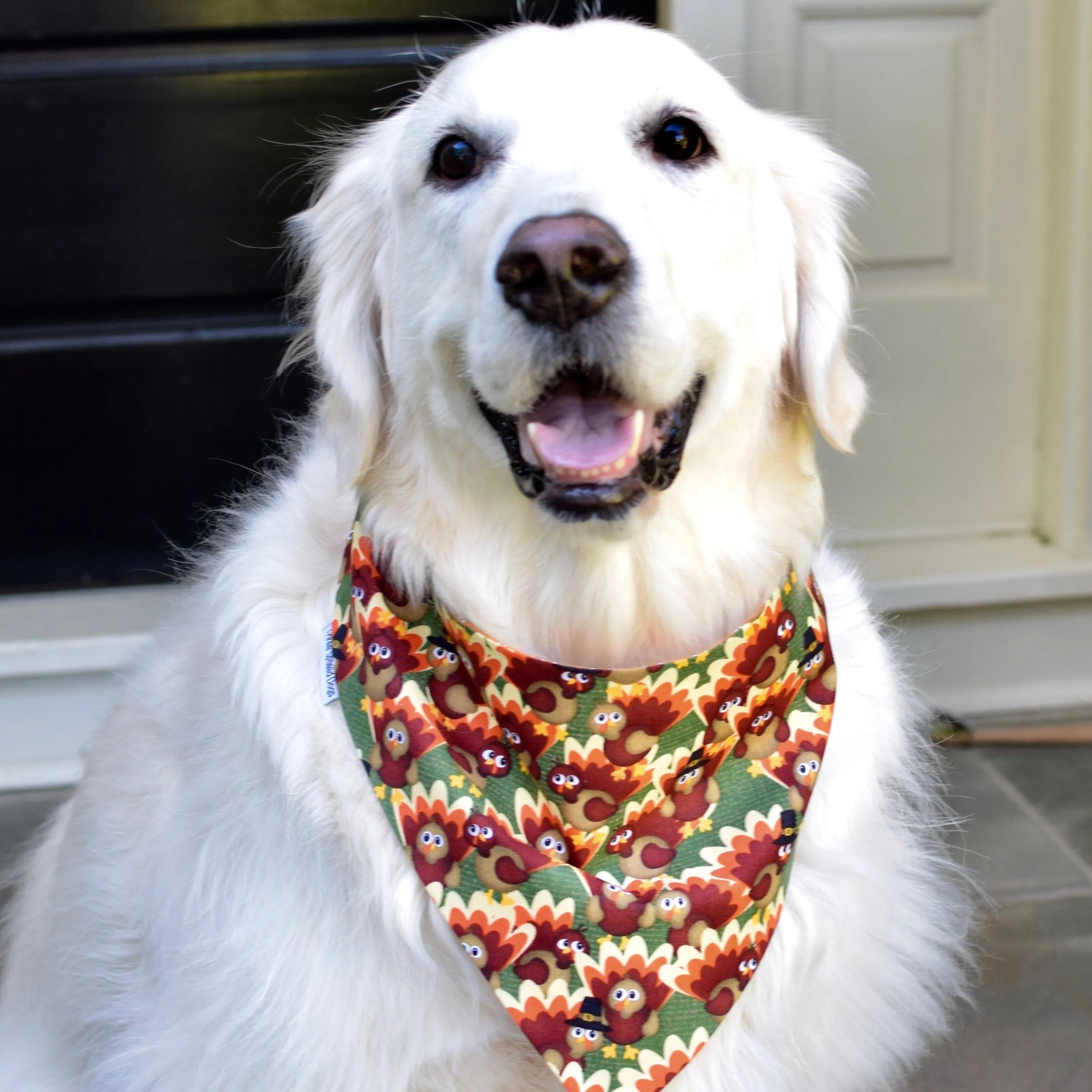 Pumpkins and Fall Harvest Pet Bandanas